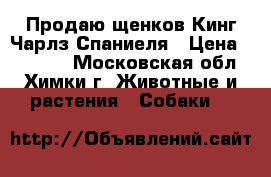 Продаю щенков Кинг Чарлз Спаниеля › Цена ­ 30 000 - Московская обл., Химки г. Животные и растения » Собаки   